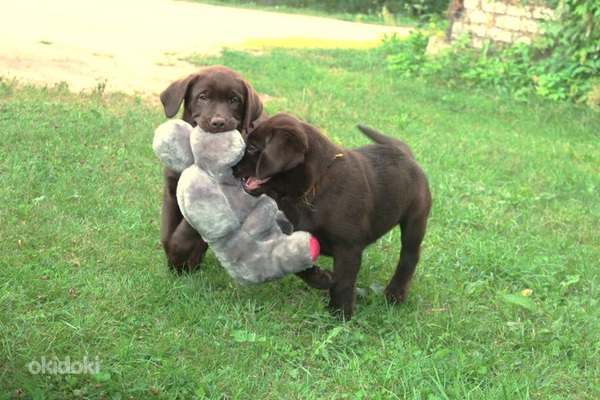 Labradora kucēni (foto #2)