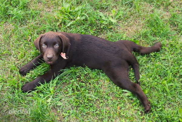 Labradora kucēni (foto #7)