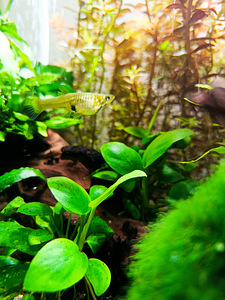 Müüa kalad gupid (Poecilia reticulata) (5 foto / 5)