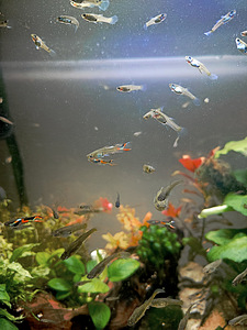 Tasuta kalad gupid Poecilia wingei (2 foto / 3)