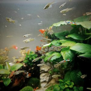 Tasuta kalad gupid Poecilia wingei (3 foto / 3)
