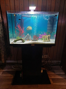 Akvaarum 60 l (1 foto / 1)