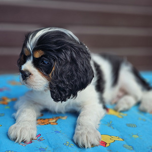 Cavalier King-Charles spanjel (1 foto / 6)