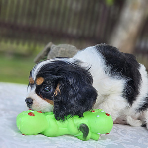Cavalier King-Charles spanjel (3 foto / 6)