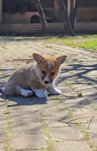 Walesi corgi pembroke.. (2 foto / 9)