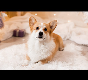 Walesi corgi pembroke.. (8 foto / 9)