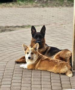 Walesi corgi pembroke.. (9 foto / 9)