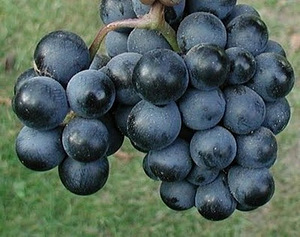 Viinamarja taimed (Viking,Karmakod, Liepsna) (1 foto / 3)