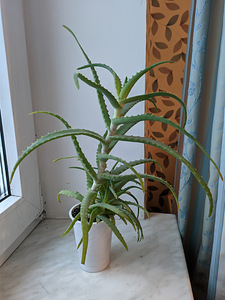 Aaloe (Aloe arborescens) 3 aastane (1 foto / 2)