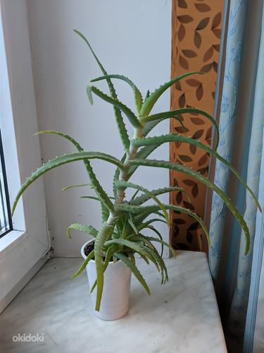 Aaloe (Aloe arborescens) 3 aastane (foto #1)