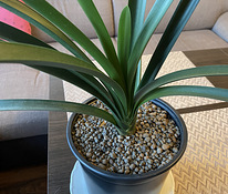 Комнатное растение Clivia miniata