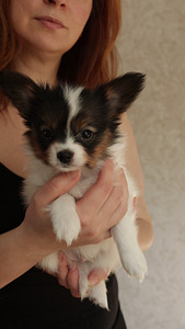 Papilons (4 foto no 4)