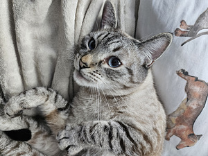Сиамский кот (2 фото из 3)