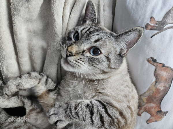 Сиамский кот (фото #2)