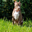 Ameerika Pit Bull Terjeri kutsikad (foto #3)