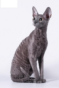 Cornish rex kassipоeg (2 foto / 3)