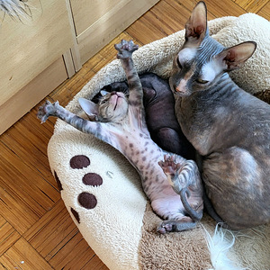 Cornish rex kassipоeg (4 фото из 4)