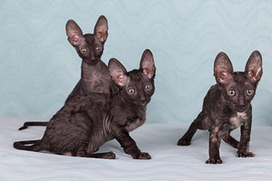 Cornish rex котята