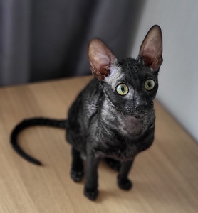 Cornish rex kassipoeg