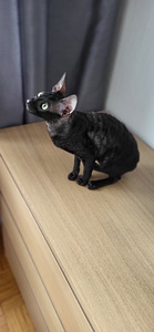 Cornish rex kassipoeg (4 foto / 5)