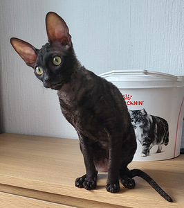 Cornish rex kassipoeg (5 foto / 5)
