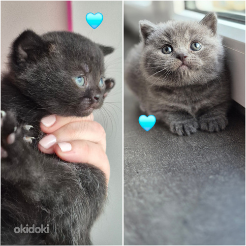 Британские котята