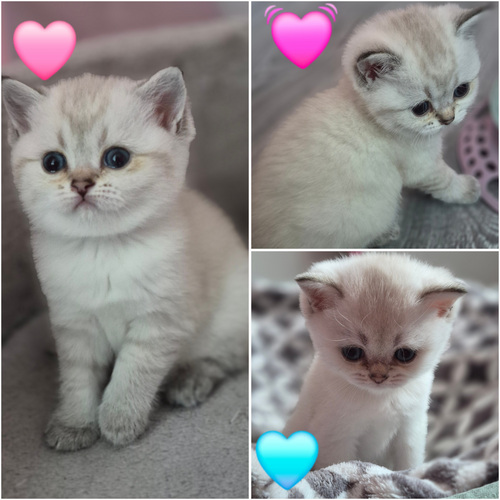 Британские котята