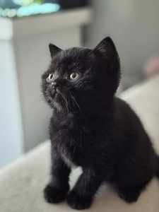 Британские котята (4 фото из 8)