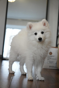 Японский шпиц (1 фото из 5)