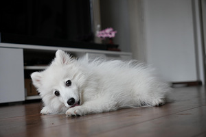 Японский шпиц (2 фото из 5)