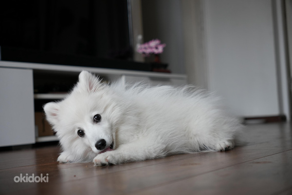 Японский шпиц