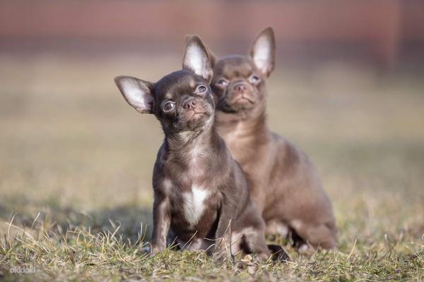 Красивые щенки ЧИХУАХУА Девочки и Мальчики Chihuahua (фото #7)