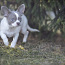 Красивые щенки ЧИХУАХУА Девочки и Мальчики Chihuahua (фото #2)