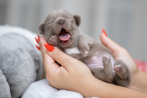 Чихуахуа красивые щенки Chihuahua Boy and Female (4 foto / 4)