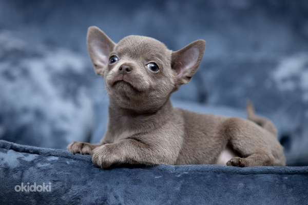Чихуахуа красивого окраса ( Chihuahua) (фото #5)