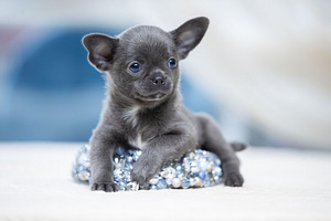 Valge kreemjas Chihuahua (10 foto / 10)