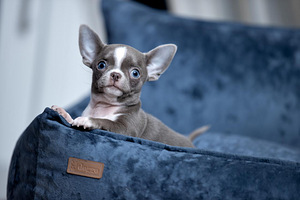 Valge kreemjas Chihuahua (4 foto / 10)