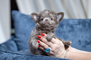 Valge kreemjas Chihuahua (2 foto / 10)