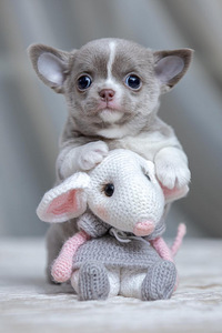 Valge kreemjas Chihuahua (5 foto / 10)