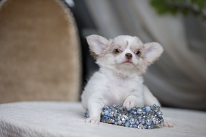 Chihuahua kutsikad (4 foto / 7)