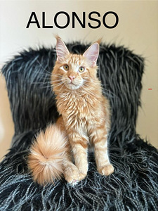 Kassipojad Mein-kunid, Maine Coon kassipojad, tšempion vanem (4 foto / 4)