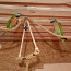 Пара маленьких бородатых попугаев (фото #1)