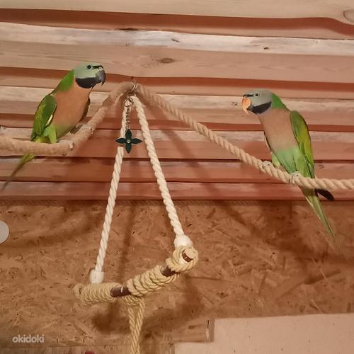 Пара маленьких бородатых попугаев (фото #1)