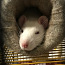 Крыса 3,5 месяца с клеткой. (фото #3)