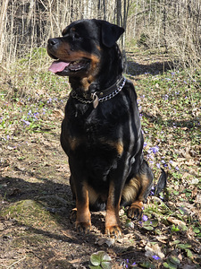 ROTTWEILERI kutsikad – sugupuuga isased. (5 foto / 7)