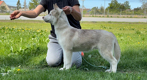 Siberi husky kutsikas (5 foto / 5)