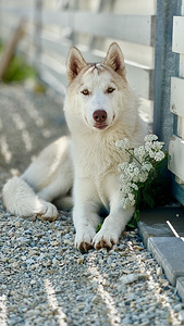 Siberi husky kutsikas (1 foto / 5)
