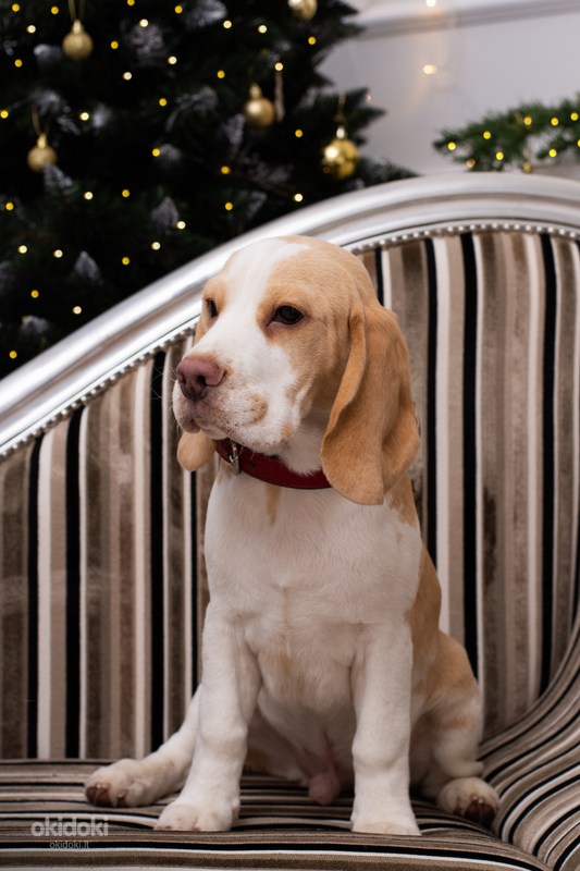 Beagle puppy (nuotrauka #1)