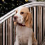 Beagle puppy (nuotrauka #1)