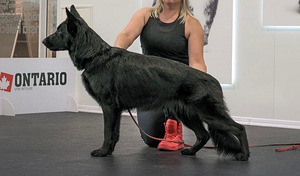 Saksa lambakoer (9 foto no 10)